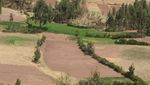 Peru2009382