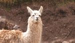 Peru2009413