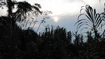 Peru2009858