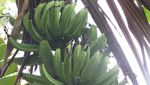 Peru2009701